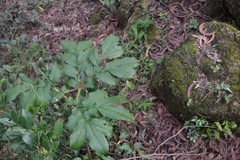 Amorphophallus commutatus